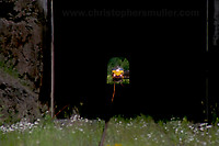 Image © christophersmuller.com