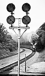 Image © Dennis A. Livesey